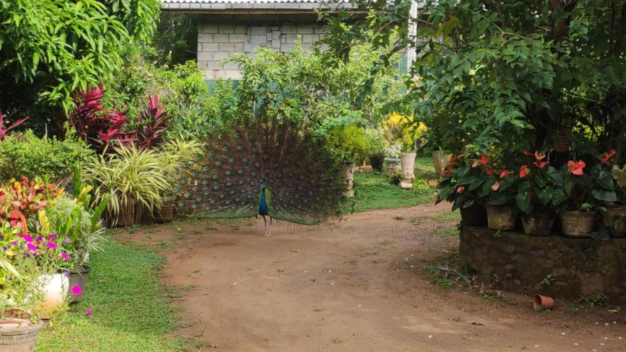 Bird House Villas Тангалле Екстер'єр фото
